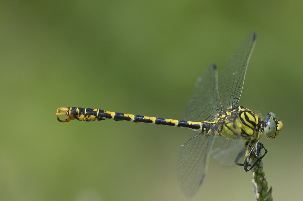 Onychogomphus forcipatus m.